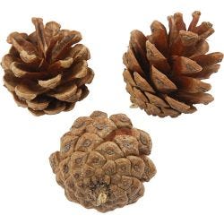 Furukongle