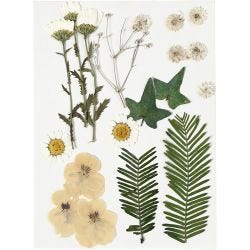 Tørkede blomster og blad, råhvit, 1 pk.