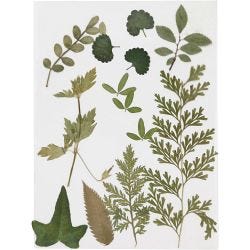 Tørkede blomster og blad, grønn, 1 pk.