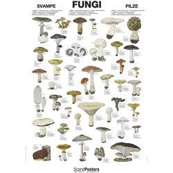Undervisningsplakat