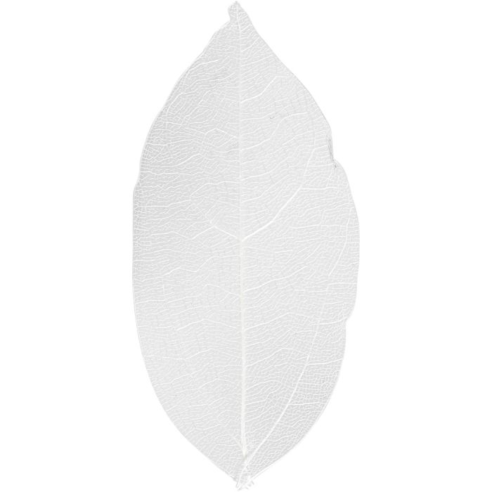 Skjelettblad, L: 6-8 cm, hvit, 20 stk./ 1 pk.
