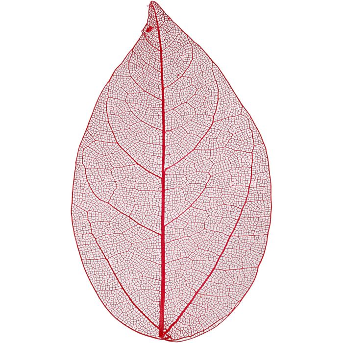 Skjelettblad, L: 6-8 cm, rød, 20 stk./ 1 pk.