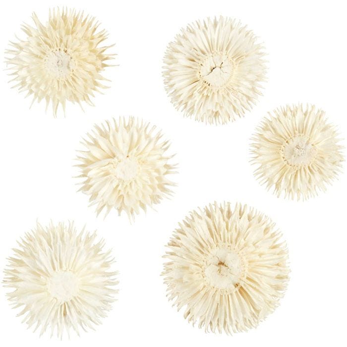 Tørkede Blomsterhoder, dia. 3-5 cm, 6 stk./ 1 pk.