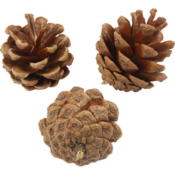 Furukongle, dia. 40 mm, 500 g/ 1 pk.