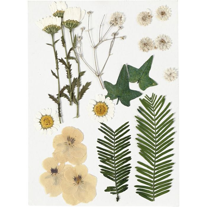 Tørkede blomster og blad, råhvit, 1 pk.