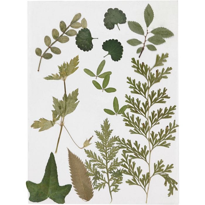 Tørkede blomster og blad, grønn, 1 pk.