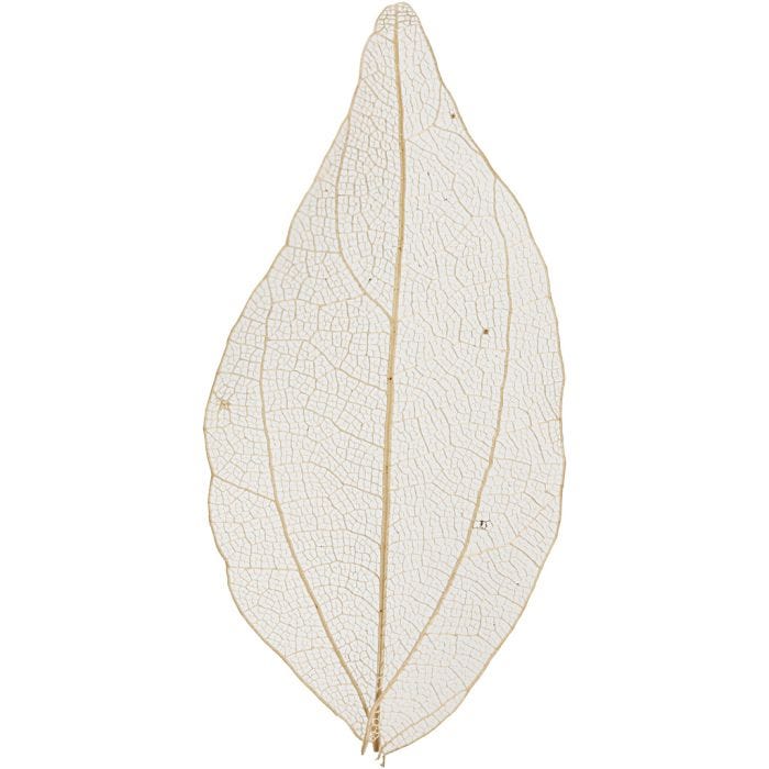 Skjelettblad, L: 4,5-8 cm, natur, 20 stk./ 1 pk.
