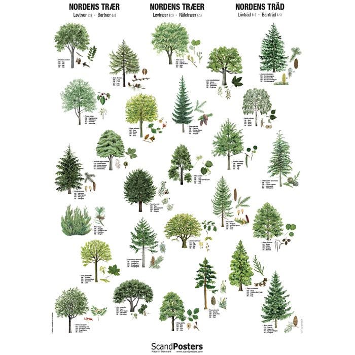 Undervisningsplakat, Trær i Norden, str. 70x100 cm, 1 stk.