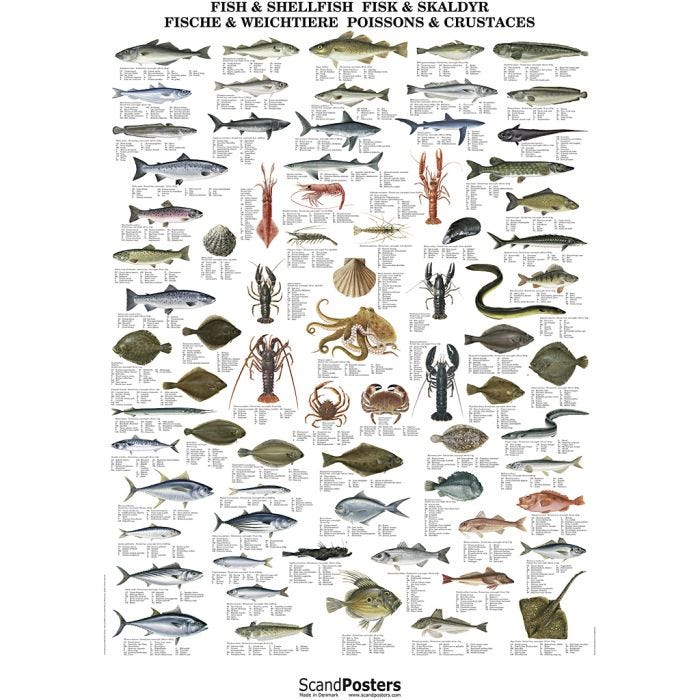 Undervisningsplakat, Fisk og skalldyr, 70x100 cm, 1 stk.