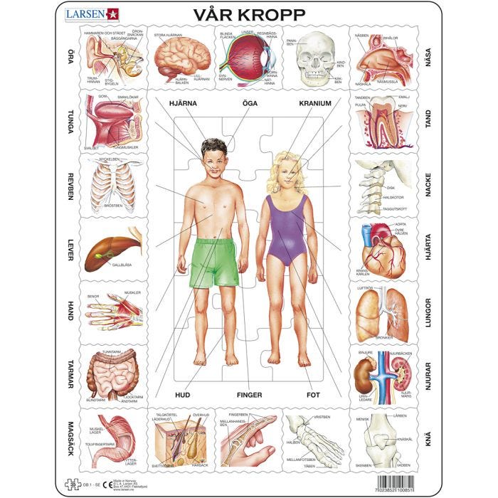 Puslespill, kroppen, str. 28,5x36,5 cm, 35 brikker, 1 stk.