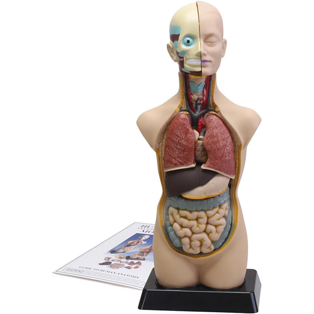 Anatomimodell unisex, str. 50 cm, 11 deler/ 1 sett, 11 deler