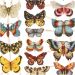 2 ark/ 1 pk., sommerfugler, ark 16,5x23,5 cm