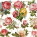 2 ark/ 1 pk., roser, ark 16,5x23,5 cm