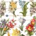 2 ark/ 1 pk., vårblomster, ark 16,5x23,5 cm