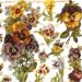 2 ark/ 1 pk., stemorsblomst, ark 16,5x23,5 cm