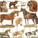 2 ark/ 1 pk., hester, ark 16,5x23,5 cm