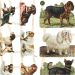 2 ark/ 1 pk., hunder, ark 16,5x23,5 cm