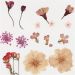 1 pk., lys rosa