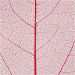 20 stk./ 1 pk., L: 6-8 cm, rød