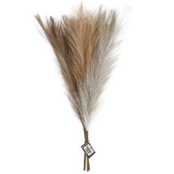 Pampas gress
